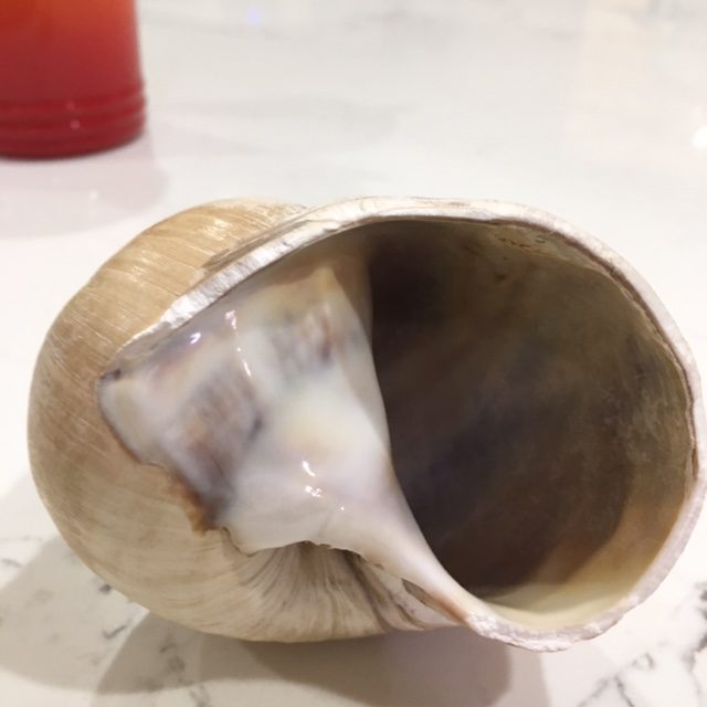 Moon snail (bottom)