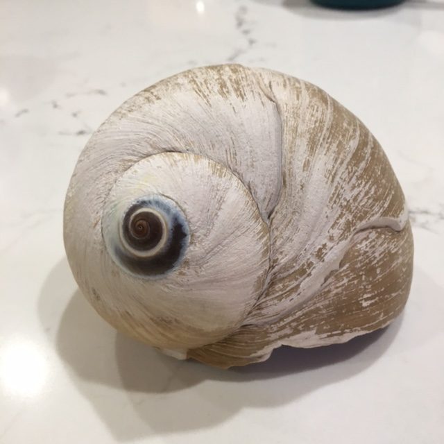 Moon snail (top)